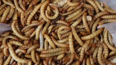 Meal worms is the common name for the larvae of the beetle Tenebrio molitor Stock Footage 49699620