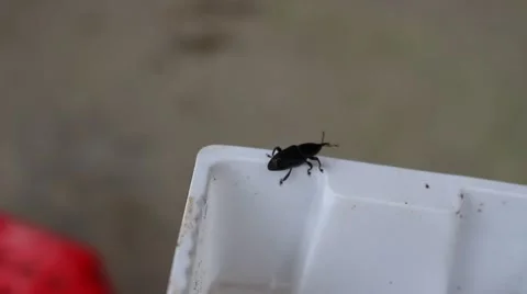 Meal worms is the common name for the larvae of the beetle Tenebrio molitor Video stock 49699729