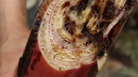 Meal worms is the common name for the larvae of the beetle Tenebrio molitor Stock Footage 49706589