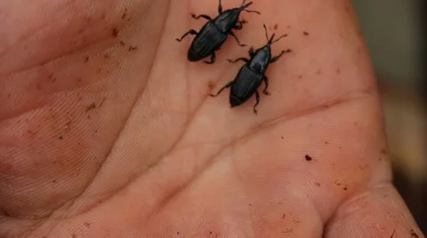 Meal worms is the common name for the larvae of the beetle Tenebrio molitor Stock Footage 49706692