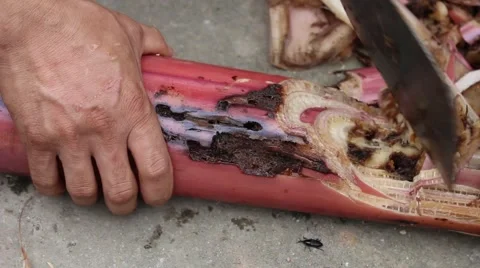 Meal worms is the common name for the larvae of the beetle Tenebrio molitor Video stock 49706693