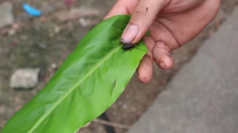 Meal worms is the common name for the larvae of the beetle Tenebrio molitor Stock Footage 49706723