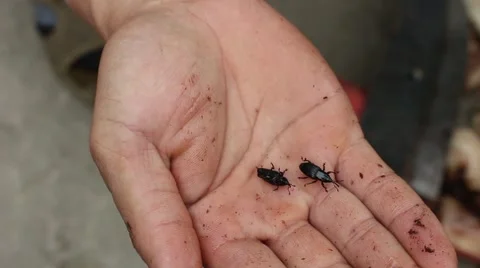 Meal worms is the common name for the larvae of the beetle Tenebrio molitor Stock Footage 49706768