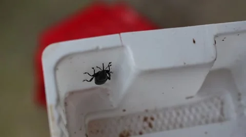 Meal worms is the common name for the larvae of the beetle Tenebrio molitor Stock Footage 49706801