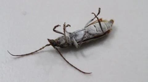 Meal worms is the common name for the larvae of the beetle Tenebrio molitor Video stock 49707223