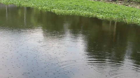 Meal worms is the common name for the larvae of the beetle Tenebrio molitor Stock Footage 52373818