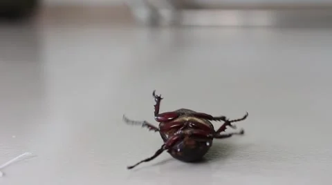 Meal worms is the common name for the larvae of the beetle Tenebrio molitor Video stock 52374788