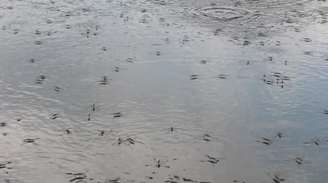 Meal worms is the common name for the larvae of the beetle Tenebrio molitor Stock Footage 52375433