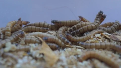 Meal worms is the common name for the larvae of the beetle Tenebrio molitor. 스톡 동영상 87330478