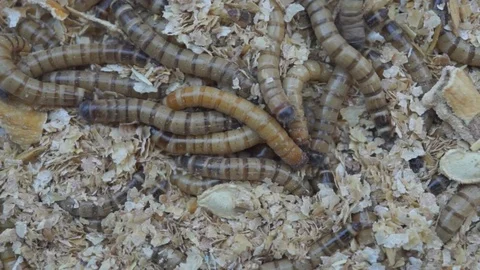 Meal worms is the common name for the larvae of the beetle Tenebrio molitor. Stock Footage 91176708