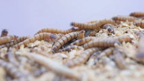 Meal worms is the common name for the larvae of the beetle Tenebrio molitor. 動画素材 92338800