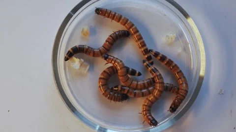 Meal worms in a petri dish on a white background in the laboratory. Biochemical Stock Footage 243662813