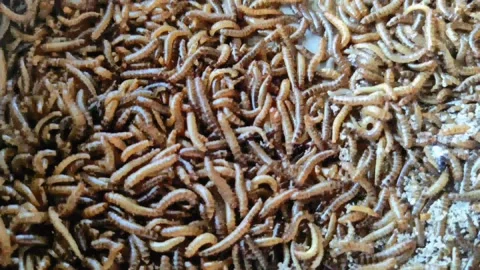 Mealorm Stock Footage 204921358