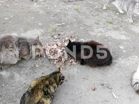 Mealtime for stray cats Stock Photos
