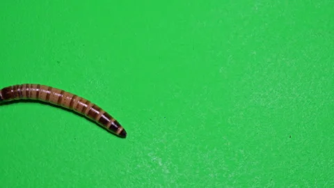 Mealworm B on Green Screen Chroma Key Pt4 of 15 Stock Footage 241451047