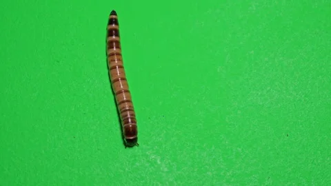 Mealworm B on Green Screen Chroma Key Pt3 of 15 Video stock 241451459