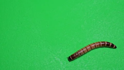 Mealworm B on Green Screen Chroma Key Pt7 of 15 Stock Footage 241453228