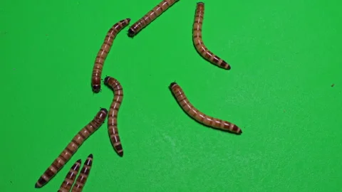 Mealworm B on Green Screen Chroma Key Pt10 of 15 Stock Footage 241457429
