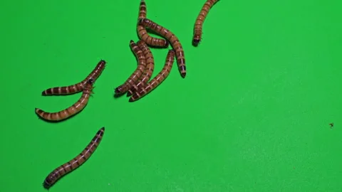 Mealworm B on Green Screen Chroma Key Pt12 of 15 Stock Footage 241458926