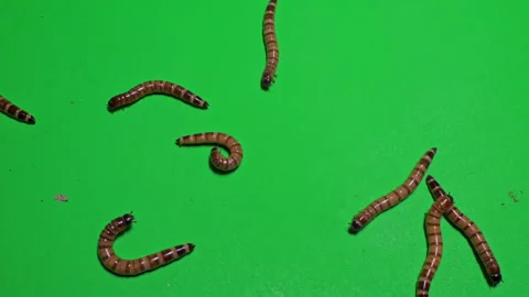 Mealworm B on Green Screen Chroma Key Pt14 of 15 Stock Footage 241460049