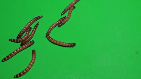Mealworm B on Green Screen Chroma Key Pt13 of 15 Stock Footage 241460180