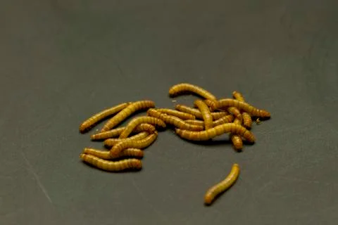 Mealworm on black Stock Photos