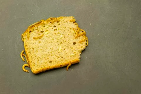 Mealworm eat bread Stock Photos