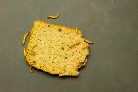 Mealworm eat bread Stock Photos