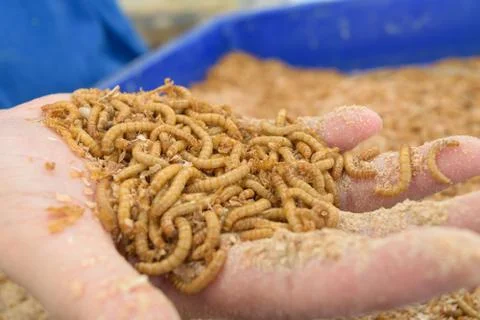 Mealworm in hand Foto stock