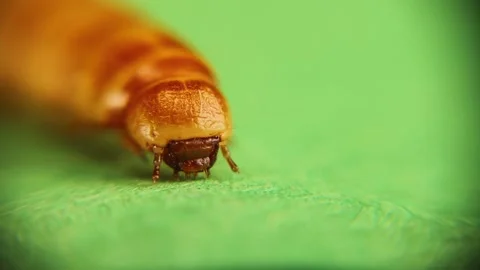 Mealworm head under the microscope, Larva. Edible insects. Live meat insect. Stock Footage 164647636