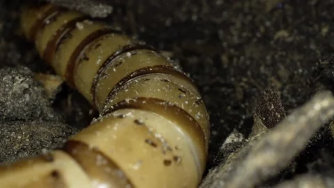 Mealworm Larva Crawling in the Dark Stock Footage 130226972
