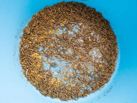 Mealworm Stock Photos