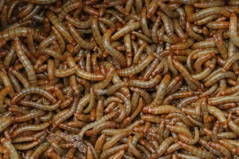 Mealworm Stock Photos