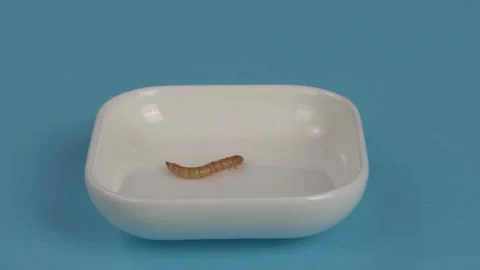 The mealworm is on a saucer. Видео 256826342