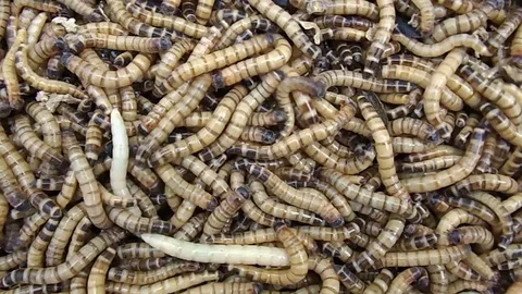 Mealworm / superworm colony Stock Footage 85644909