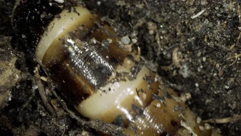 Mealworm Tail Slithering Into Dirt Stock Footage 130225763