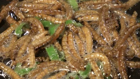 Mealworms are fried in a pan with spring onions Stock Footage 155302119