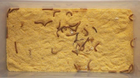 Mealworms on cornmeal bedding 스톡 동영상 4853526