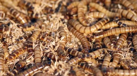 Mealworms Stock Footage 11082869