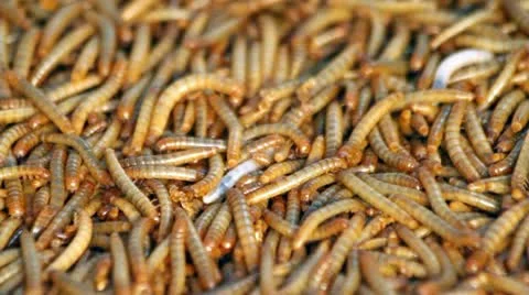 Mealworms Stock Footage