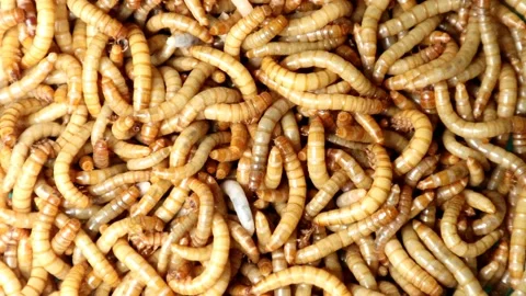 Mealworms; Larva, Larvae Stages Of The  