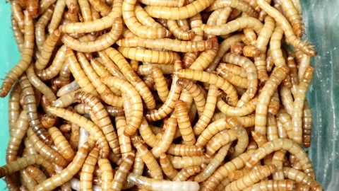 mealworms; larva, larvae Stages of the ... | Stock Video | Pond5