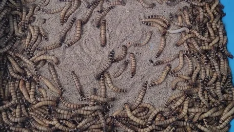 Mealworms moving in a sandbox. Stock Footage 323496766