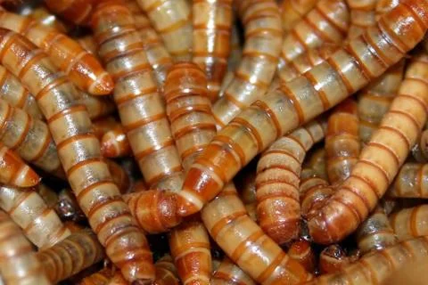 Mealworms Stock Photos
