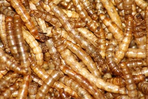 Mealworms Stock Photos