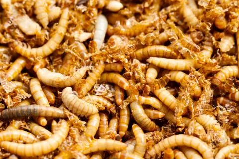 Mealworms Stock Photos