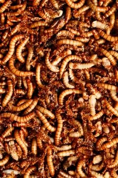 Mealworms Stock Photos