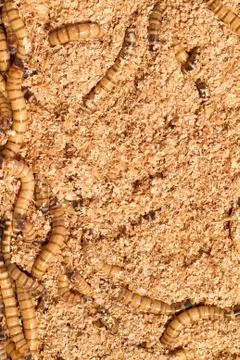 Mealworms Stock Photos