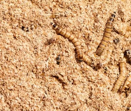 Mealworms Stock Photos