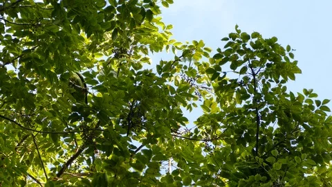 Mealy Parrot almost invisible behind the leaves Video stock 114635389